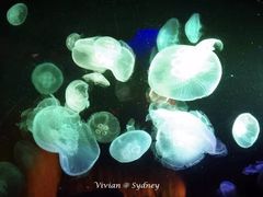 -悉尼海洋生物水族馆