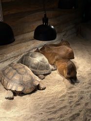 -Zoolung Zoolung动物主题公园(海信广场店)