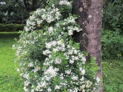 -瑞丽独树成林风景区
