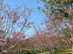 -天适樱花悠乐园