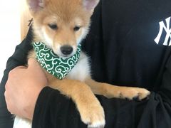 -柴犬小屋·柴餐厅·狗咖食堂(金鼎广场店)