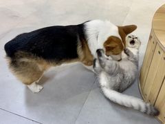 -Heymao猫咖.咖啡厅(东门店)