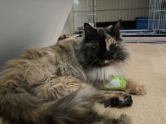 -瑞派·关忠动物医院·猫专科·犬专科(三环新城店)