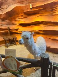 -酷嗒动物文化乐园(cutezoo西溪乐天城店)