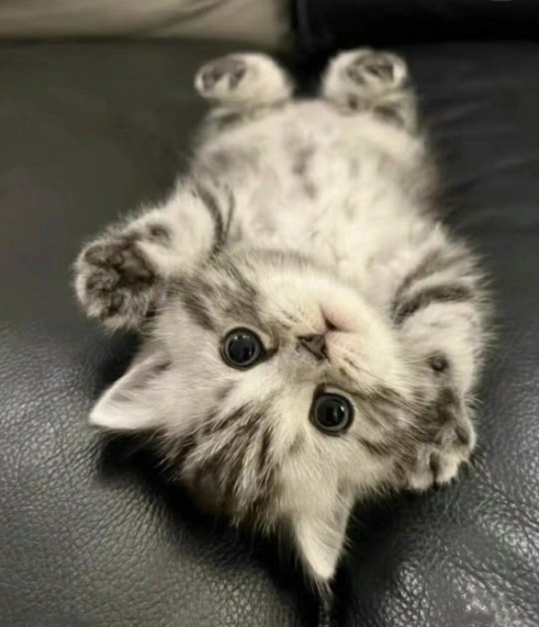 美短虎斑幼猫 出售 喜欢的私我