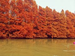 -上海海湾国家森林公园