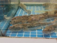 -大众海鲜(巨龙北路店)