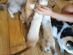 -Cappucimeow猫咪咖啡馆(韦伯时代店)