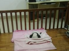 -成都大熊猫繁育研究基地