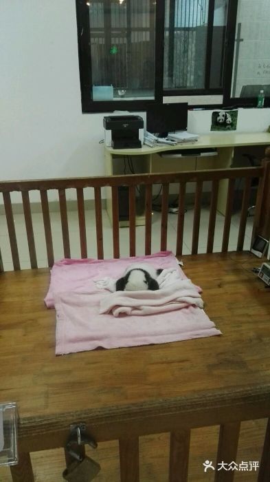 成都大熊猫繁育研究基地图片