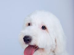 -超宠爱宠物摄影-Super pet