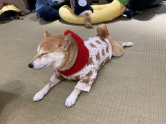 -逗柴咖啡屋·狗咖猫咖宠物桌游