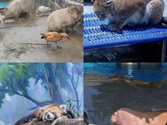 -海合安成都极地海洋公园