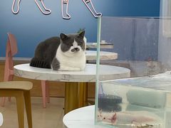 -喵宠乐园·撸猫互动·猫舍