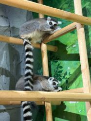 点击看大图 -Zoolung Zoolung动物主题公园(海信广场店)