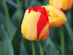 -洛阳郁金香牡丹园