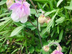 -桤木河湿地公园