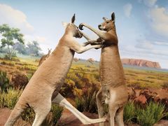 -陕西自然博物馆