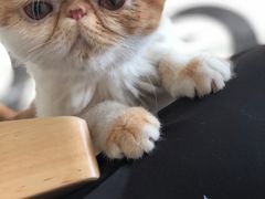 -有猫儿腻咖啡厅.猫咖