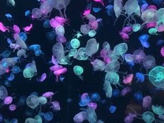 -珠海长隆海洋王国