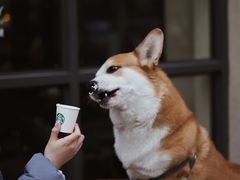 -星巴克(郑州普罗旺世店)