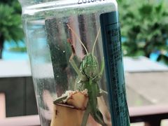 -宁波九龙湖开元度假村