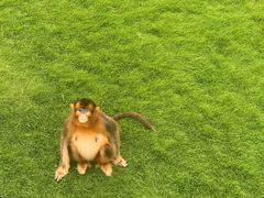 -西霞口神雕山野生动物世界