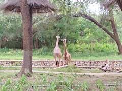 -北京野生动物园