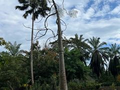 -中国科学院西双版纳热带植物园