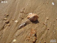 -青岛第三海水浴场