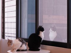 -有喵·猫咖·狗咖·30几只猫10只小狗(岗厦店)