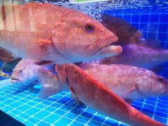 -福泉海码头(六里山店)