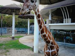 -清迈夜间动物园