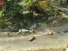 -大连森林动物园