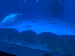-海合安成都极地海洋公园
