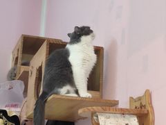 -我爱猫咪·猫咖·狗咖·安哥拉兔·羊驼咖(小寨华旗店)
