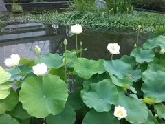 -南山植物园