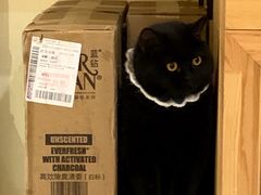 -滚猫咖啡·猫咖·猫友好撸猫(未来城店)