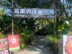-芭厘农庄老字号·清远鸡