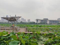 -月湖风景区