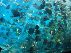 -瑞德姆美人鱼海底演艺主题餐厅(亚龙湾店)