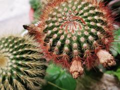 -阿昌白族石板烧(大理古城店)