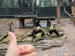-都江堰中华大熊猫苑