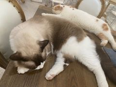 -共舞时光猫咖·狗咖(新街口店)
