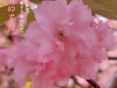 -西安青龙寺遗址景区