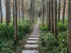 -上海长兴岛郊野公园