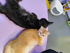 -十年猫舍·猫咪专门店(普陀店)