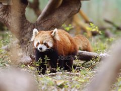 -泉州海丝野生动物世界
