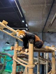 -Zoolung Zoolung动物主题公园(海信广场店)