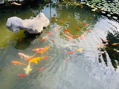 -苏州冶园园林民宿(太湖西山风景区店)
